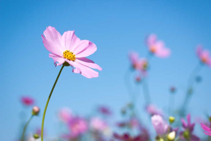 绚烂夏花