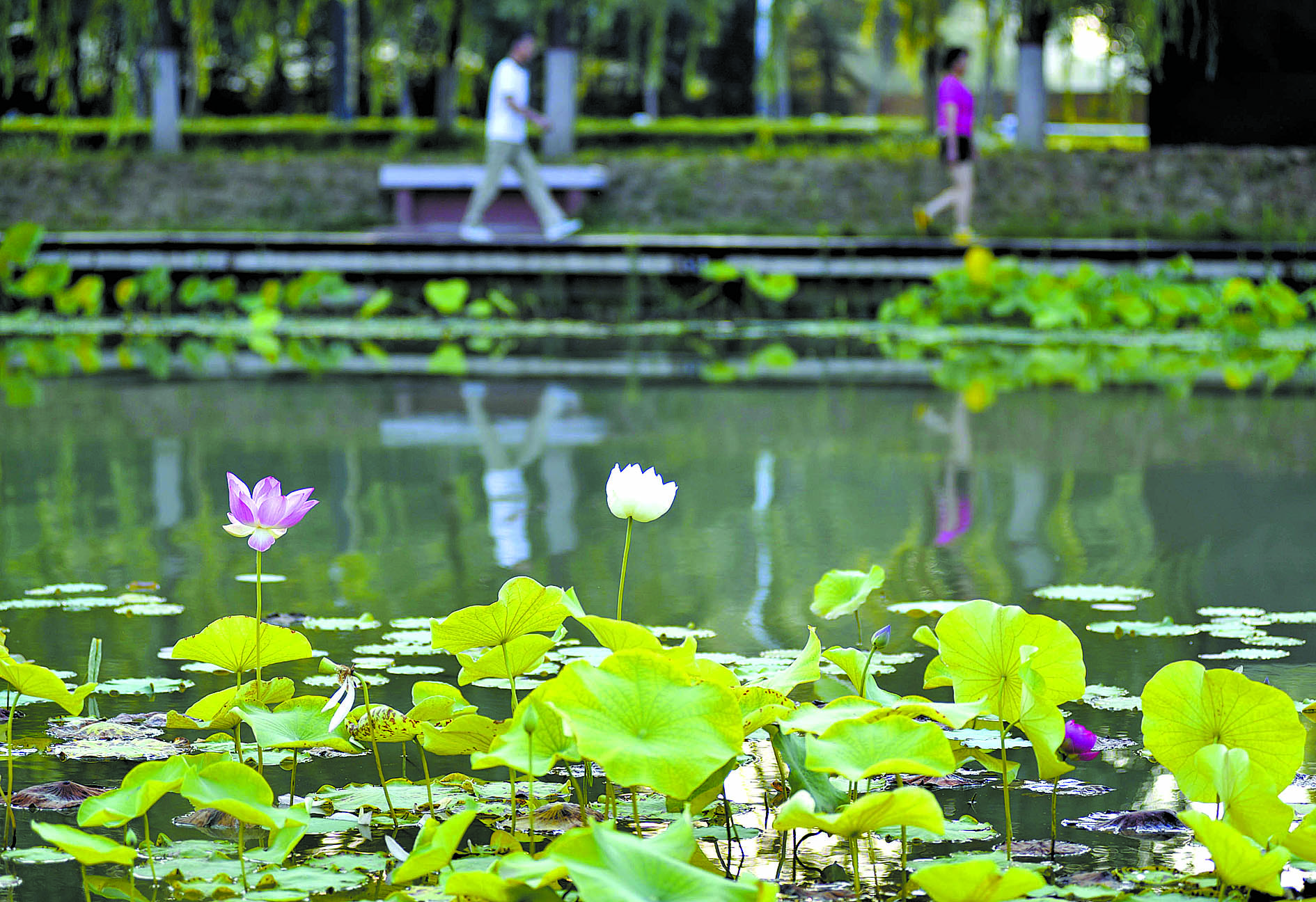 许昌夏至-今日许昌-许昌新闻-许昌新闻-许昌新