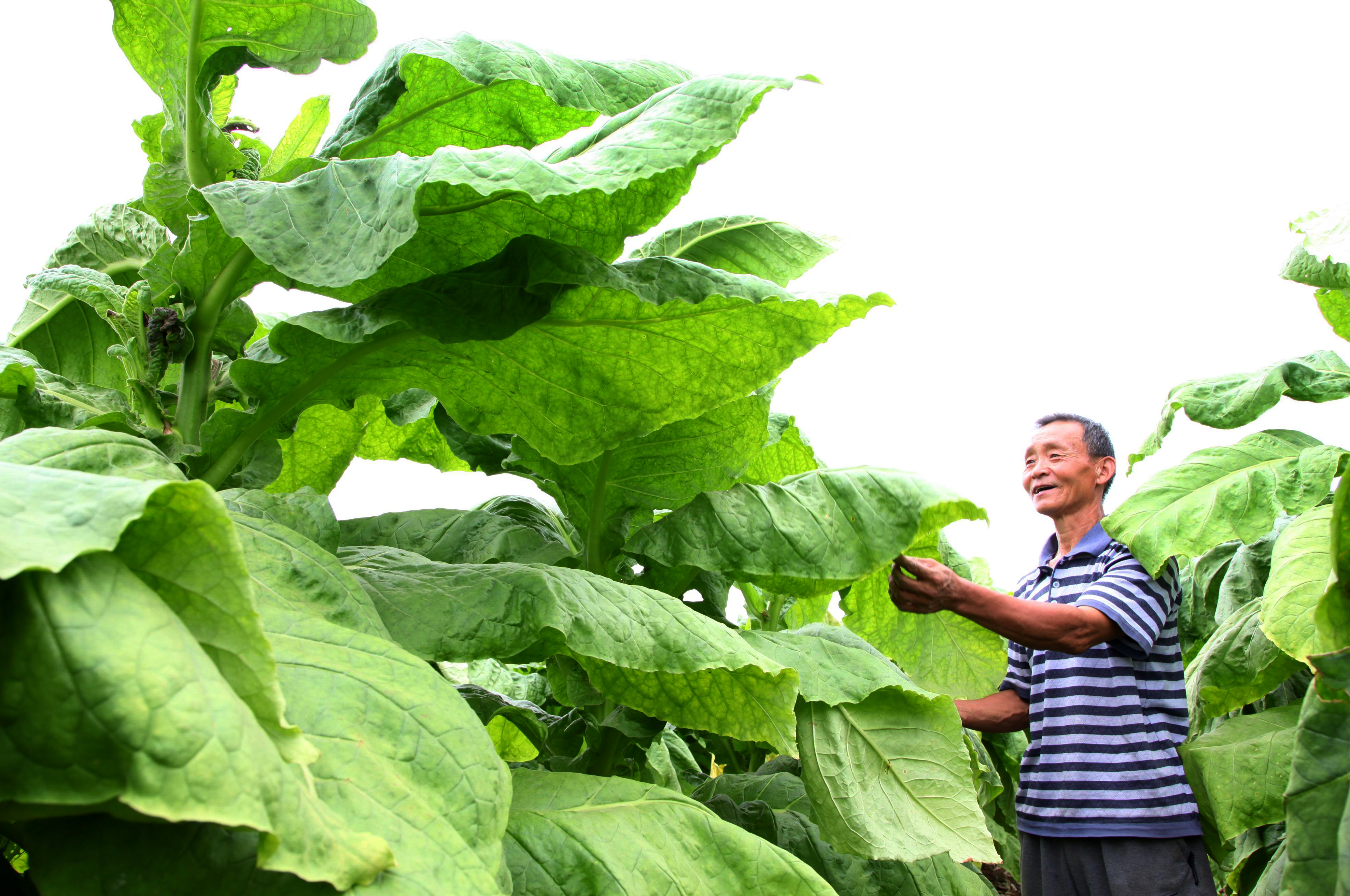 许昌网-襄城县颍阳镇农民正在察看烟叶长势