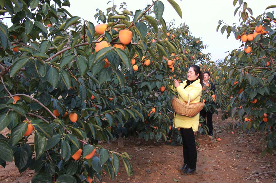 许昌网-禹州市建立种植专业合作社
