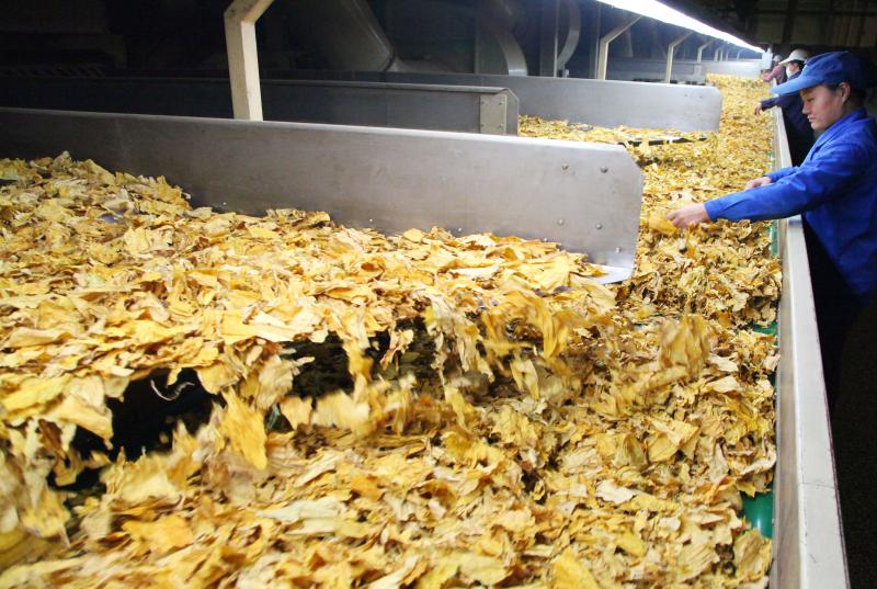 天昌烟草:企业加紧生产,全力冲刺四季度