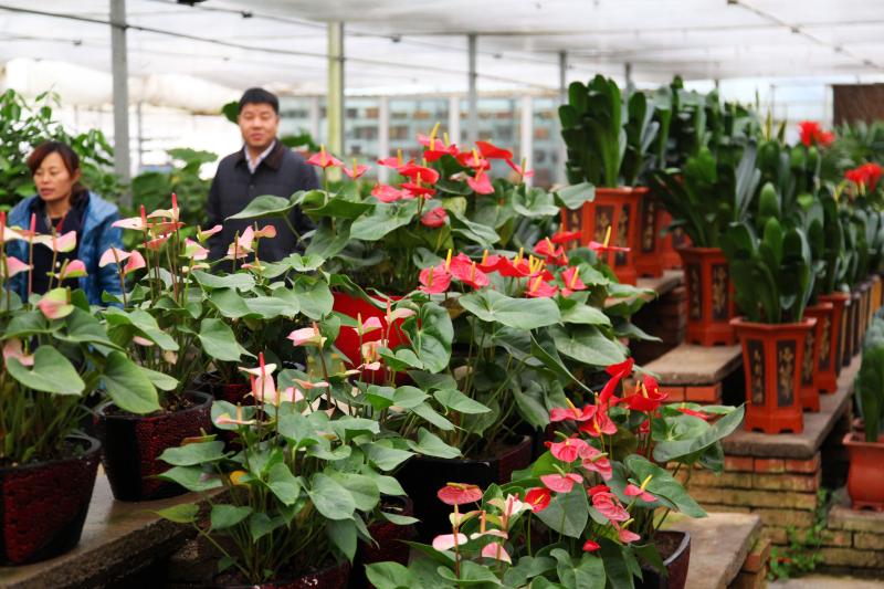 鄢陵县一花卉企业的温室大棚内鲜花娇艳欲滴