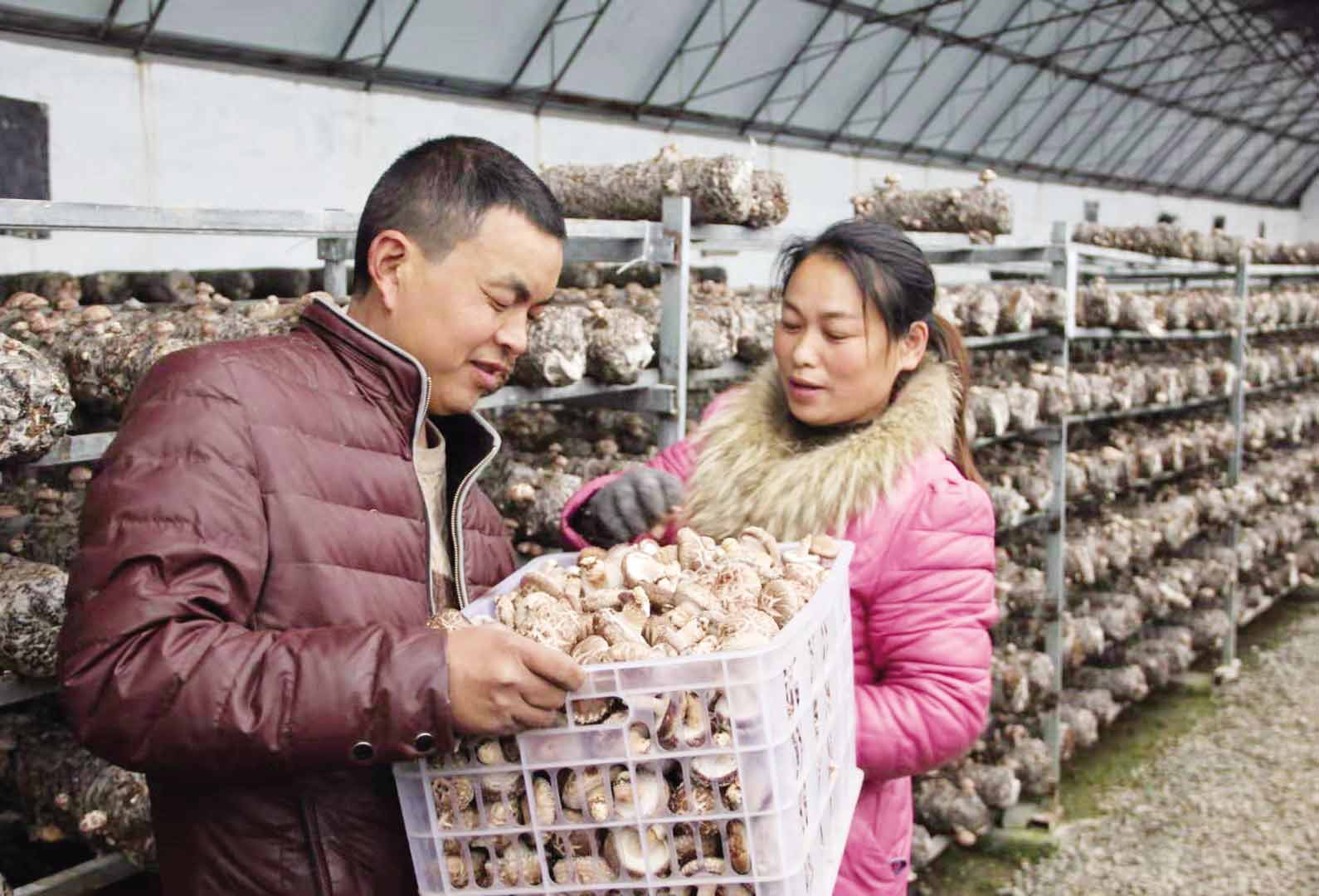 500g福建古田农家种植香菇干货无根香菇干蘑菇冬菇肉厚新货批发-阿里巴巴