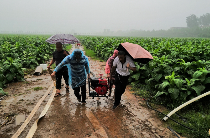 暴雨来袭，许昌烟草职工（前排左一）与烟农一起防汛抗灾   刘新奎 图