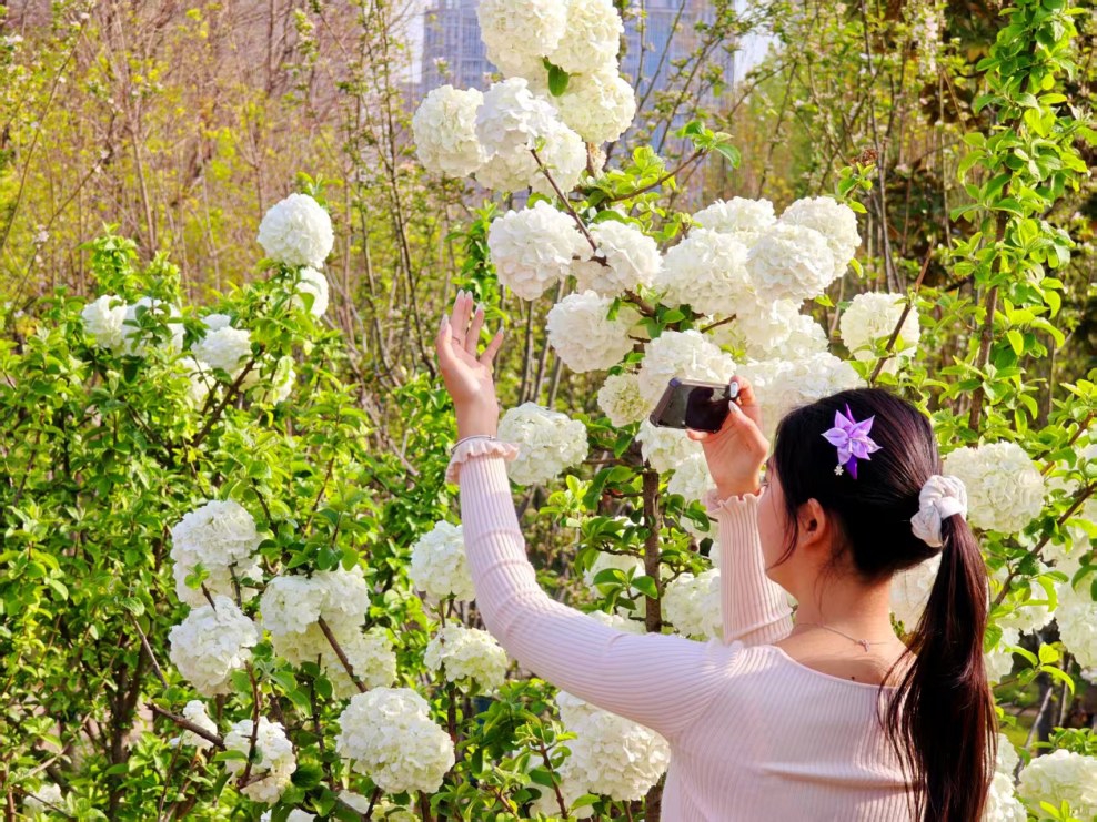 美！琼花与中华木绣球“同台争艳”